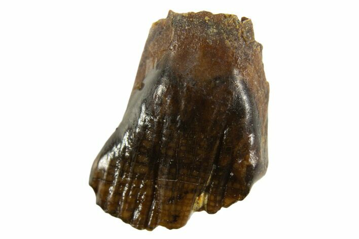 Cretaceous Fossil Dinosaur (Thescelosaurus) Tooth - Montana #338971